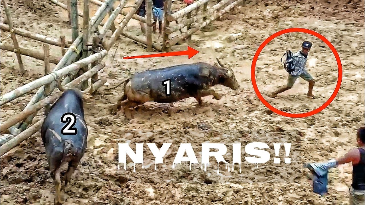 Kameramen Nyaris Diseruduk Kerbau Saat Meliput Adat Adu Kerbau / Tedong Silaga / Buffalo Fights