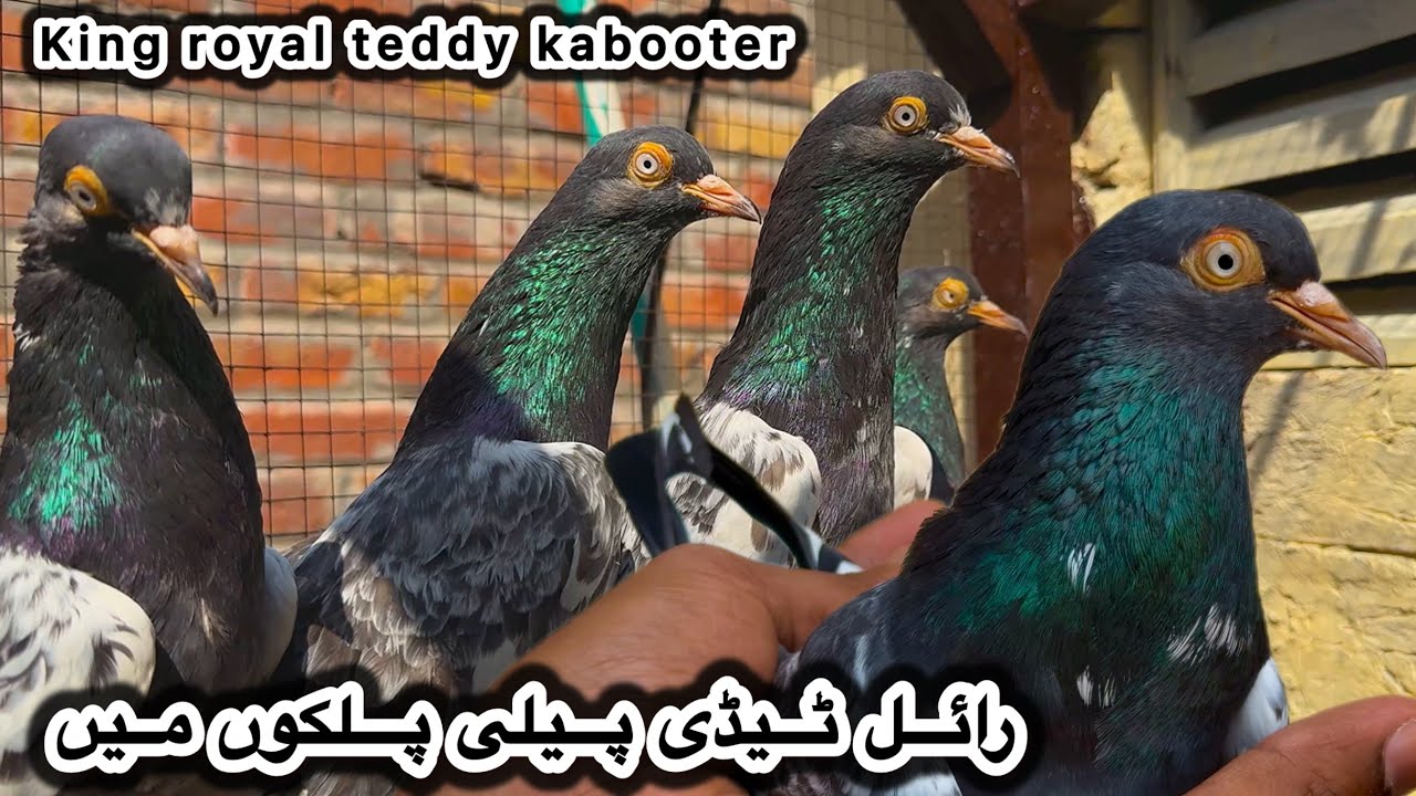 Royal teddy peeli palkon ky asil kabooter || ustad imran alam walay original royal teddy kabooter