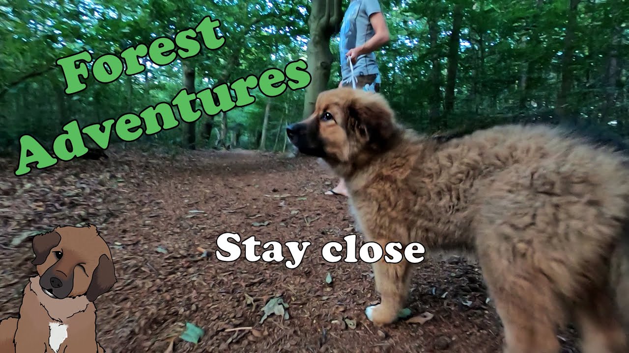 Puppy Goes on a Forest Adventure, Furry Adventures #6