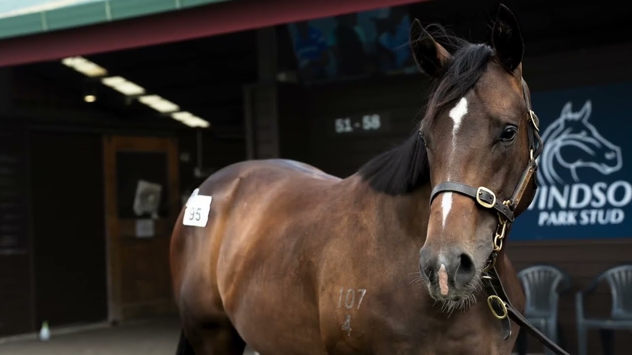 Lot 95 STATE OF REST x RUSSIAN GLAM colt - 2026 NZB Karaka Yearling Sale