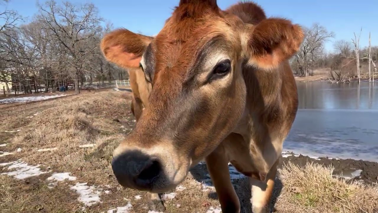 Daisey DuKes Progress Report: Chronicle Of A Milk Cow