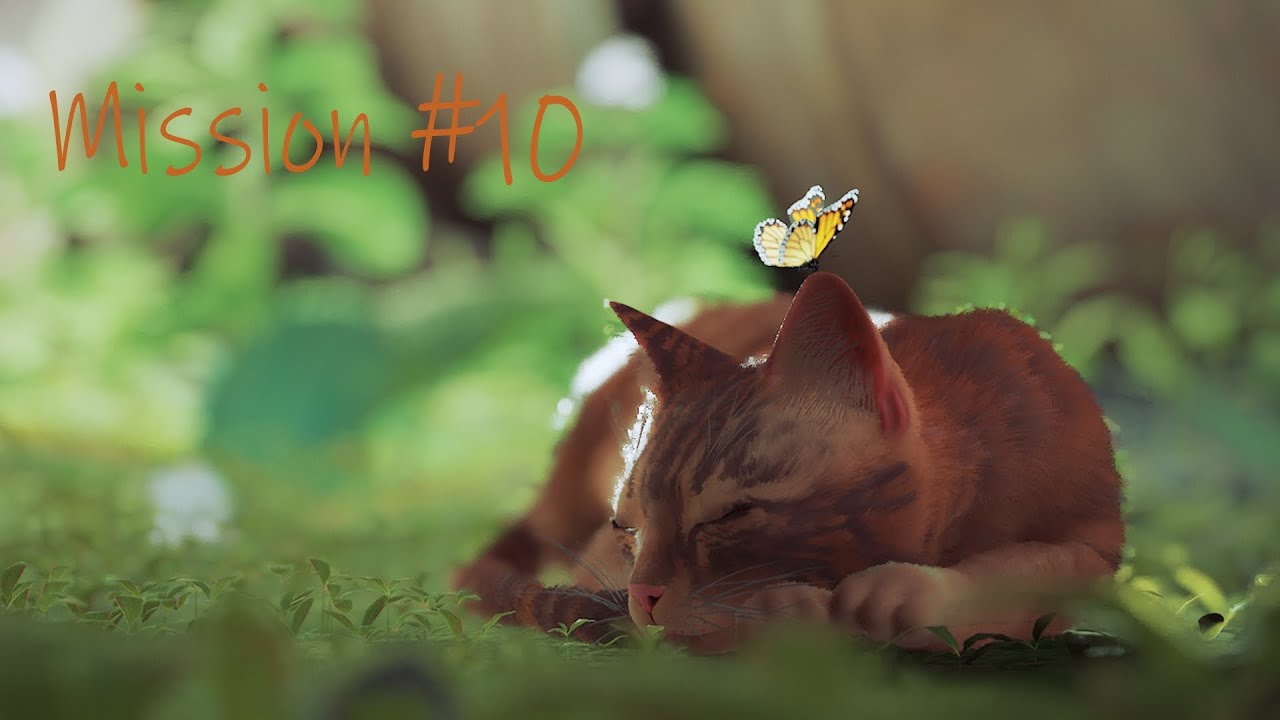 Stray Mission #10