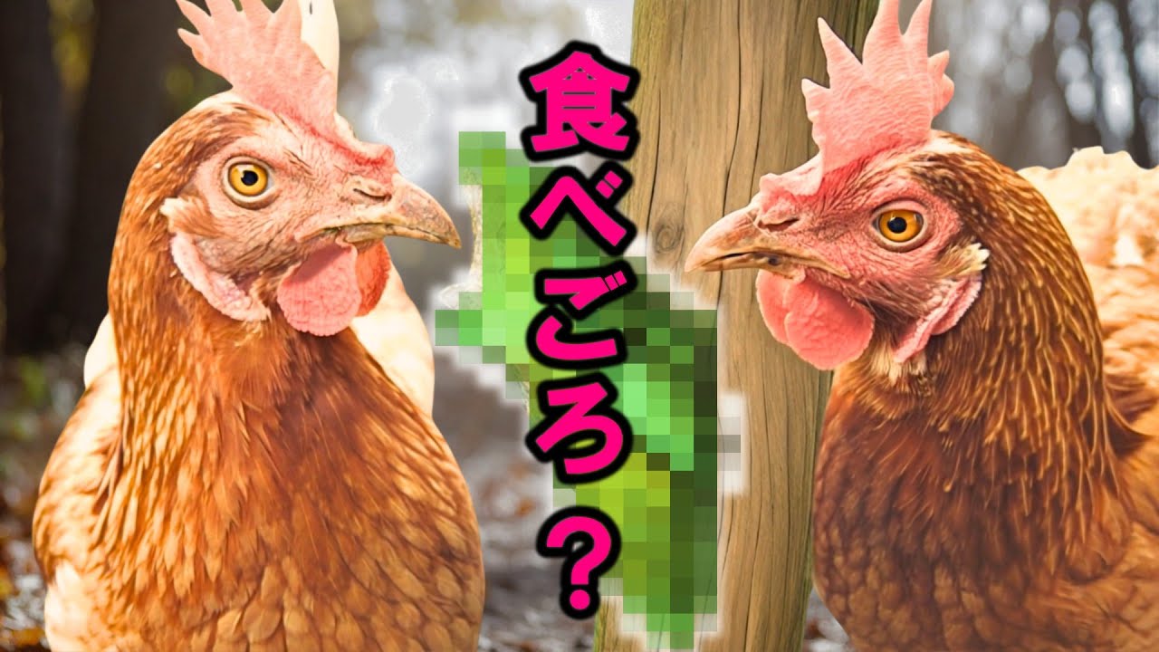 鶏小屋に勝手に住みついた子の観察日記（後日編）【ニワトリ飼育】#102