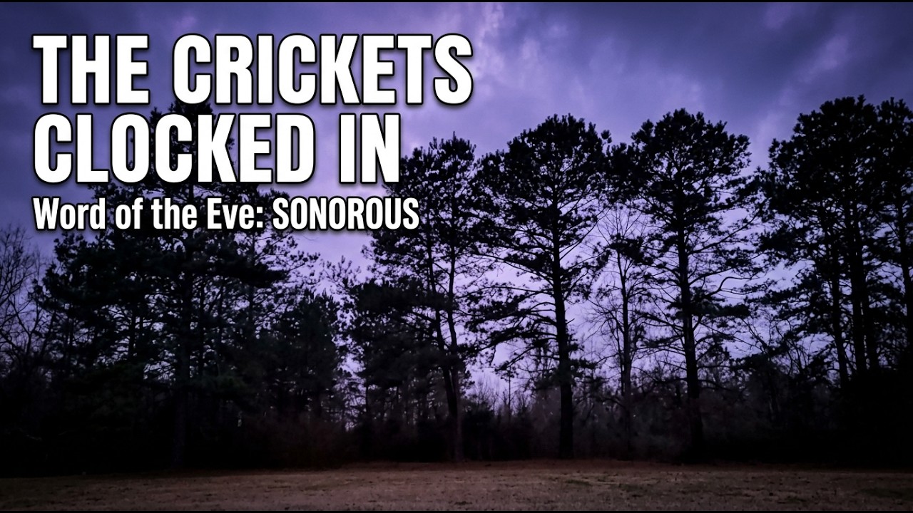 Tracee Loran is live! Front Porch Cricket Concert 🦗 | Loud Night Sounds Live | Tracee University™