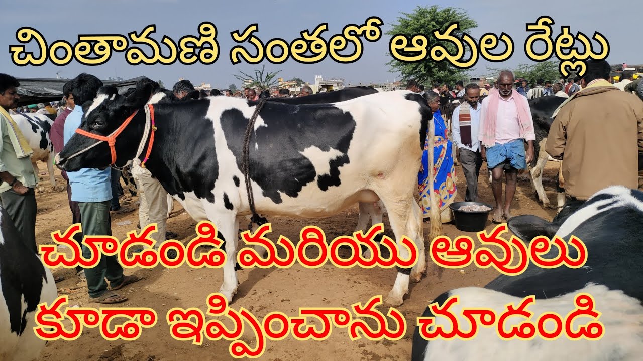 చింతామణి సంతలో ఆవులు రేట్లు చూడండి మరియు ఆవులు ఇప్పించాను చూడండి chintamani cow market 6303974795