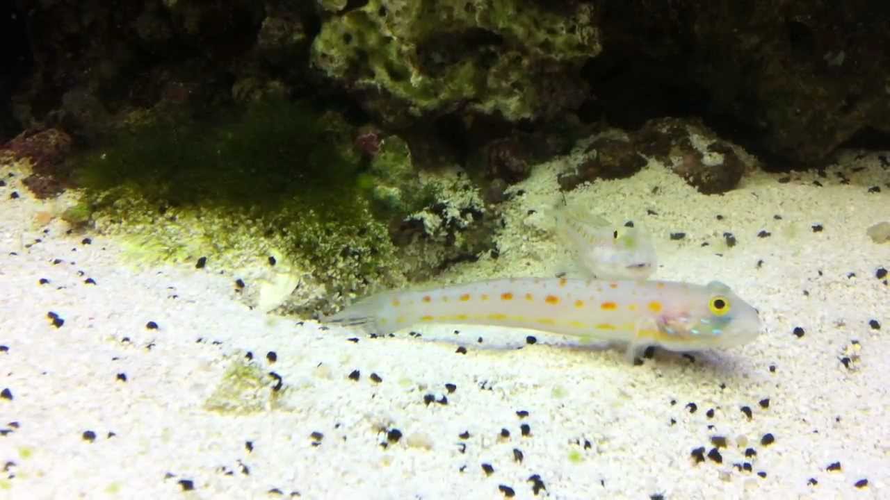 gobie valencienna puellaris