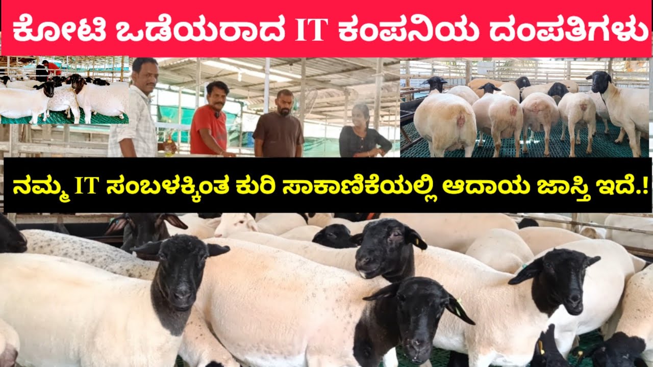 ಕುರಿ ಸಾಕಿ ಕೋಟಿ ಒಡೆಯರಾದ IT ಕಂಪನಿಯ ದಂಪತಿಗಳು.! ನಮ್ಮ ಐಟಿ ಸಂಬಳಕ್ಕಿಂತ ಕುರಿ ಸಾಕಾಣಿಕೆಯಲ್ಲಿ ಆದಾಯ ಜಾಸ್ತಿ.!
