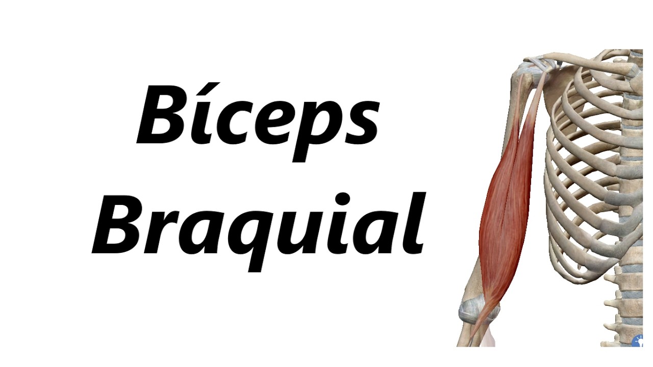 Anatomia do Bíceps Braquial em 3D