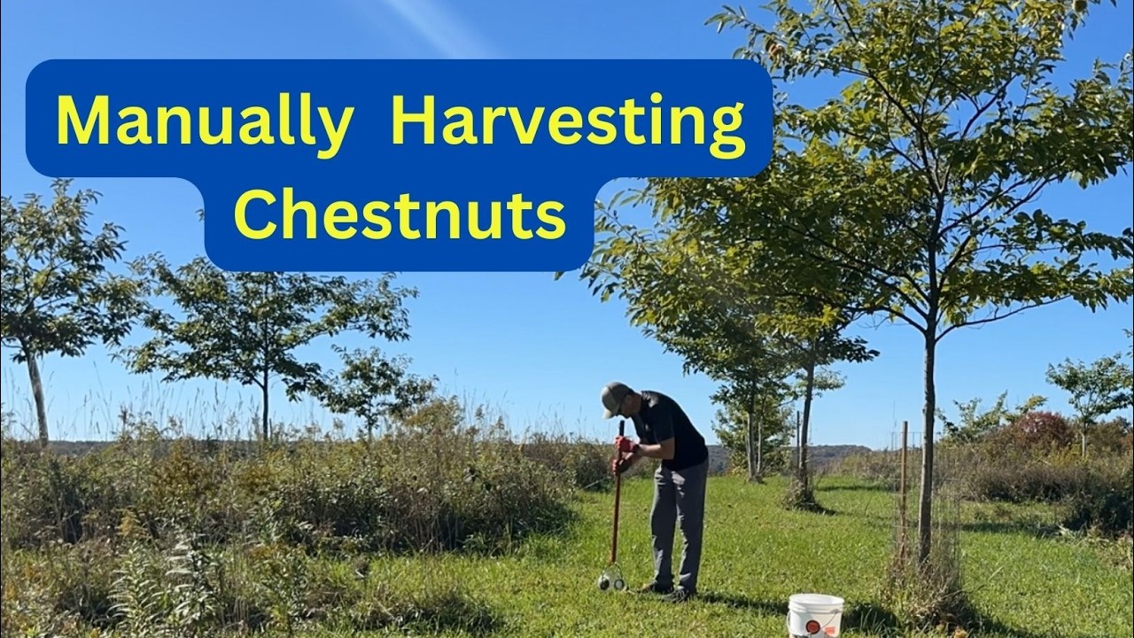 *Still* MANUALLY Harvesting Chestnuts