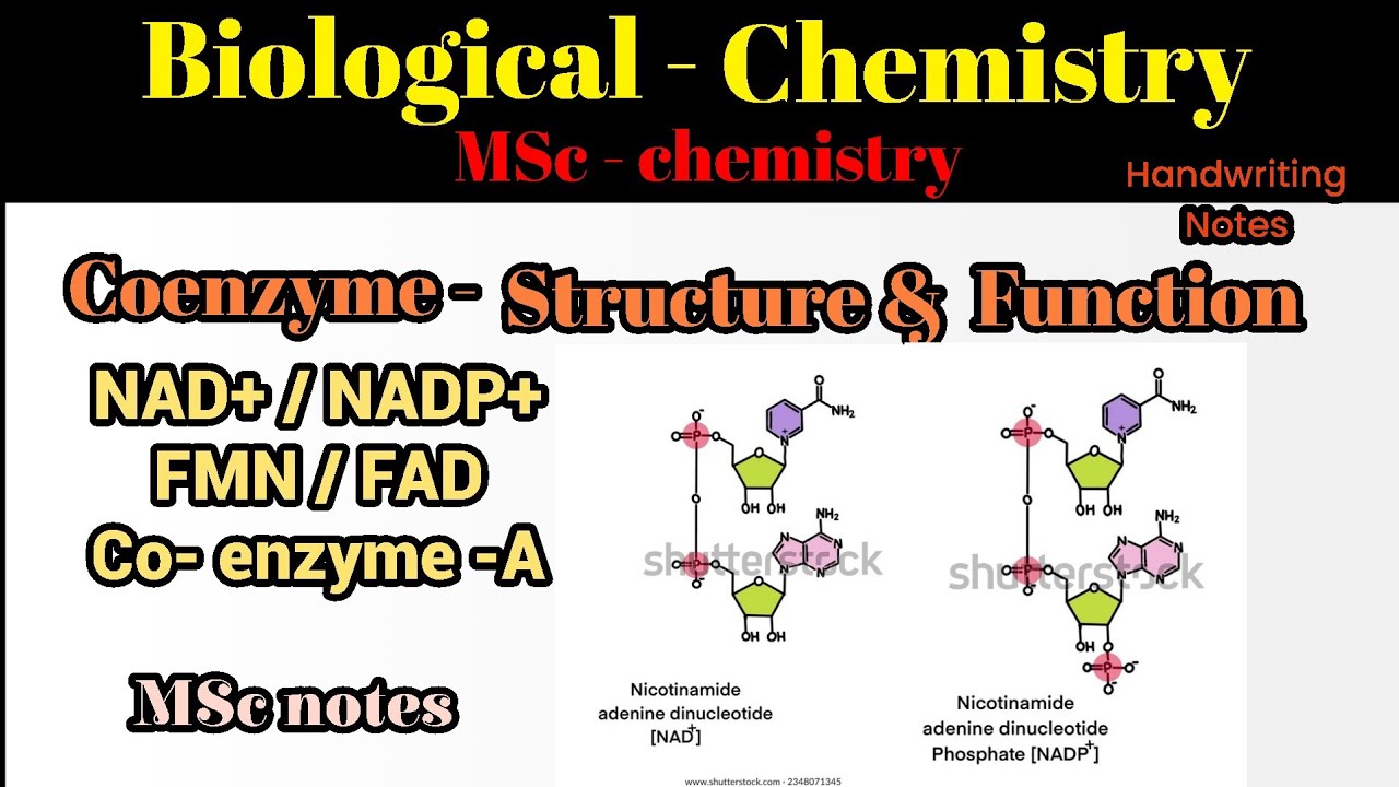 COENZYME # structure and function of coenzyme # NAD/ NADP & FMN/FAD structure and function # Notes