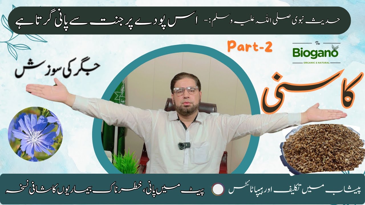 Tukhme Kasni | Chicory health benefits in Urdu/ Hindi | Part-2