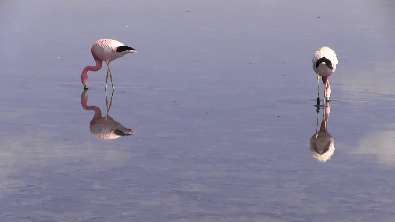 Reserva Nacional de Flamencos - Atacama, Chile