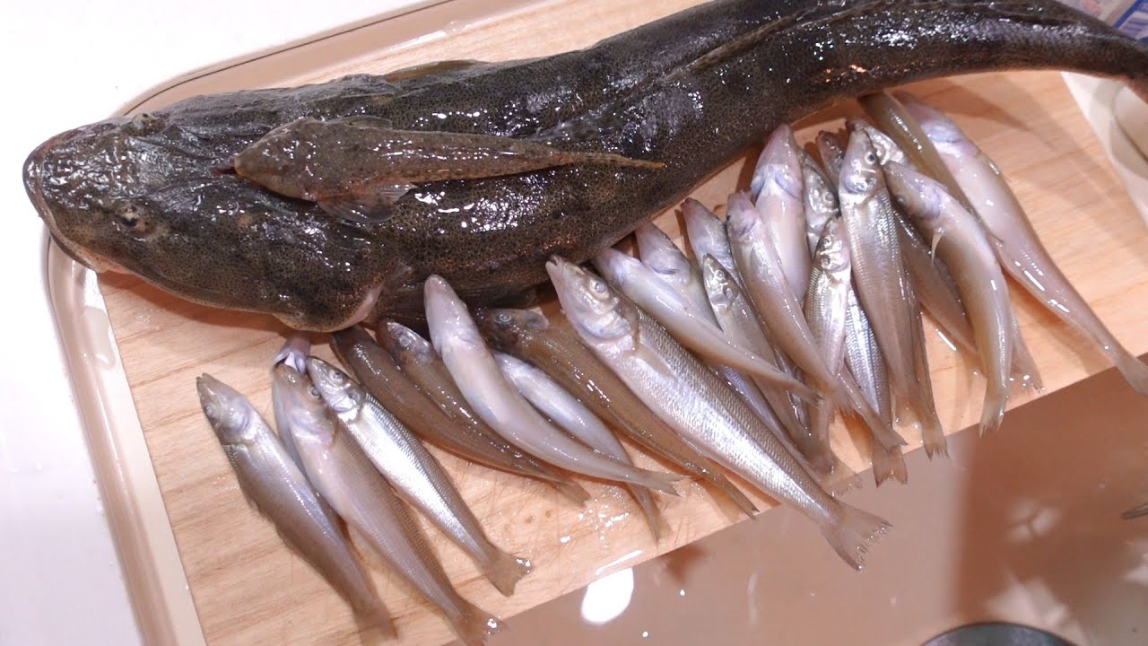 遂に!！今シーズン初のキスつ抜け！そしてキス泥棒を捕獲！！大満足の三河湾投げ釣り釣行！