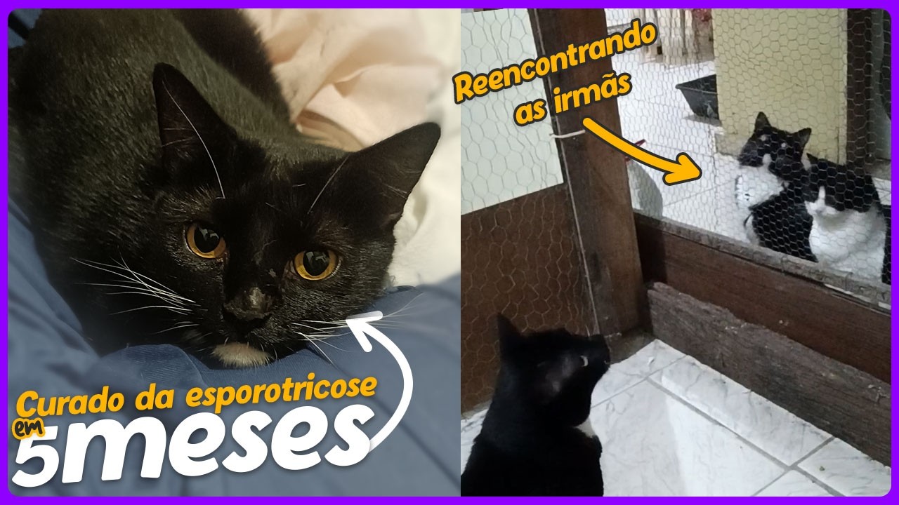 Meu gato sarou da Esporotricose! Alta, Readaptação com as gatas *CatVlog🐈‍⬛