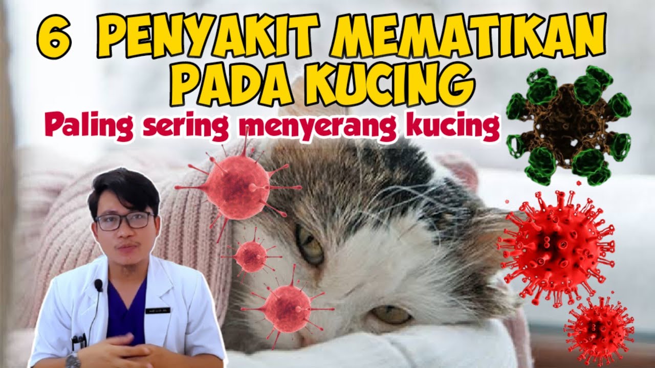 6 PENYAKIT MEMATIKAN PADA KUCING || drh Mirza Yusa || DOKTER HEWAN