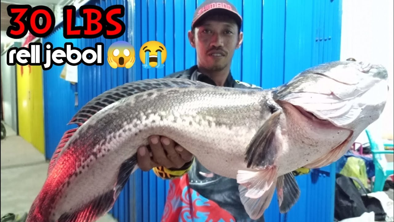 CASTING TOMAN SUPER BESAR || MANCING TOMAN MONSTER 10 kg