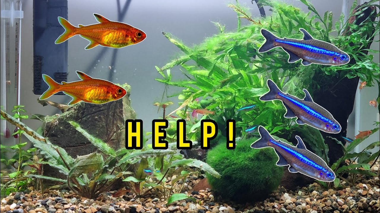 My Ember Tetras are KILLING my Green Neons! Plus Nano Tank UPDATE..