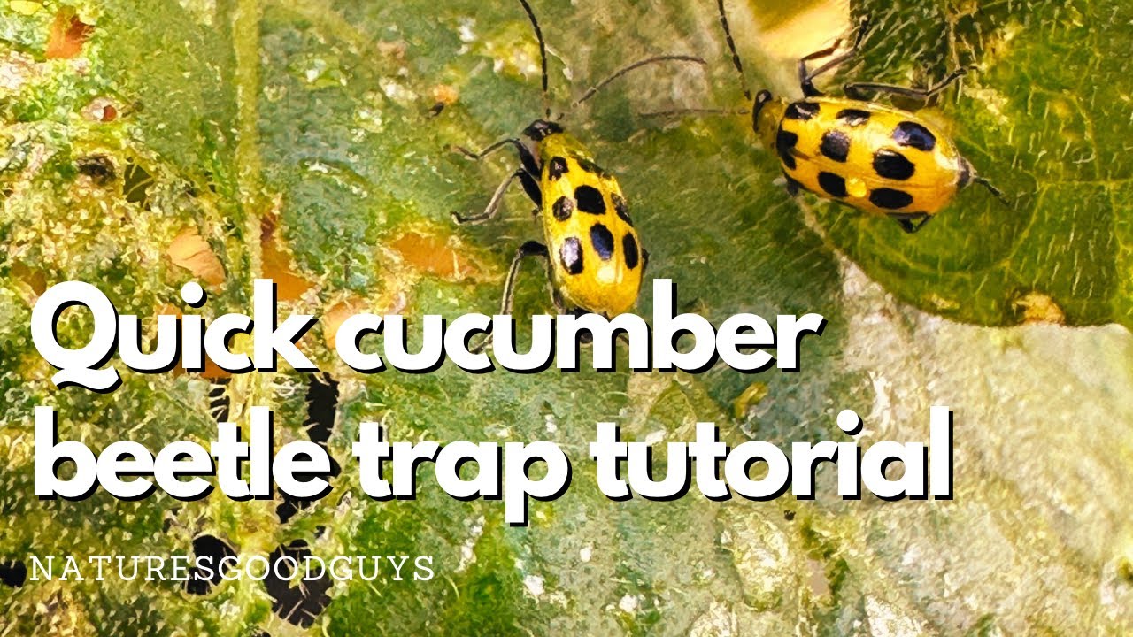 How to set up a yellow sticky trap for cucumber beetles and more