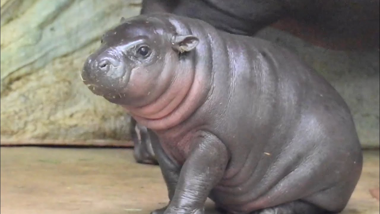 上野動物園コビトカバ親子Pygmy Hippopotamus 2025年5月27日