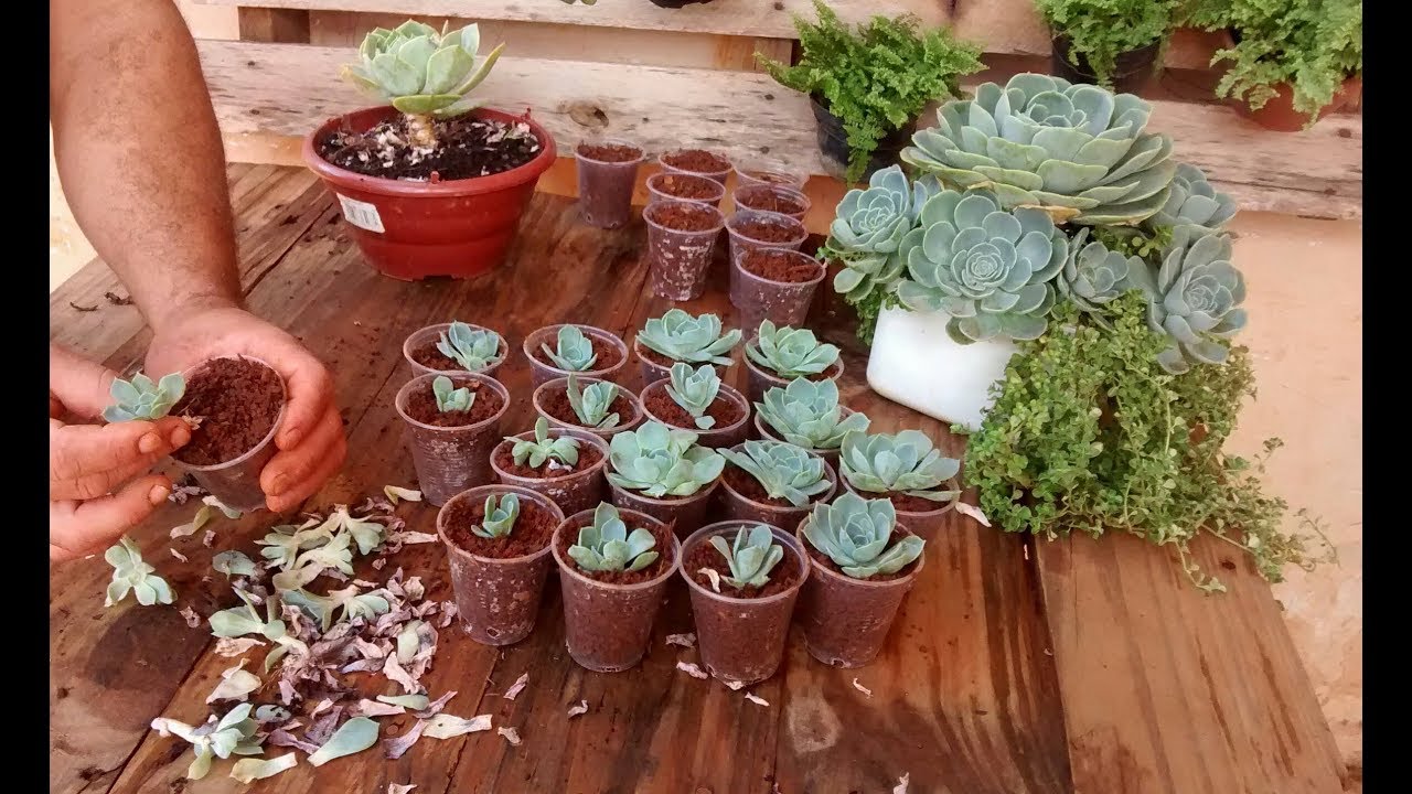 Fazendo mudas de ECHEVERIA