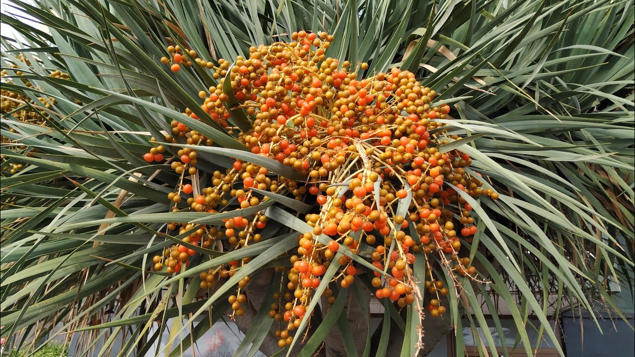 Dragon Tree Fruit and Dragon Blood tasting (Dracaena draco)