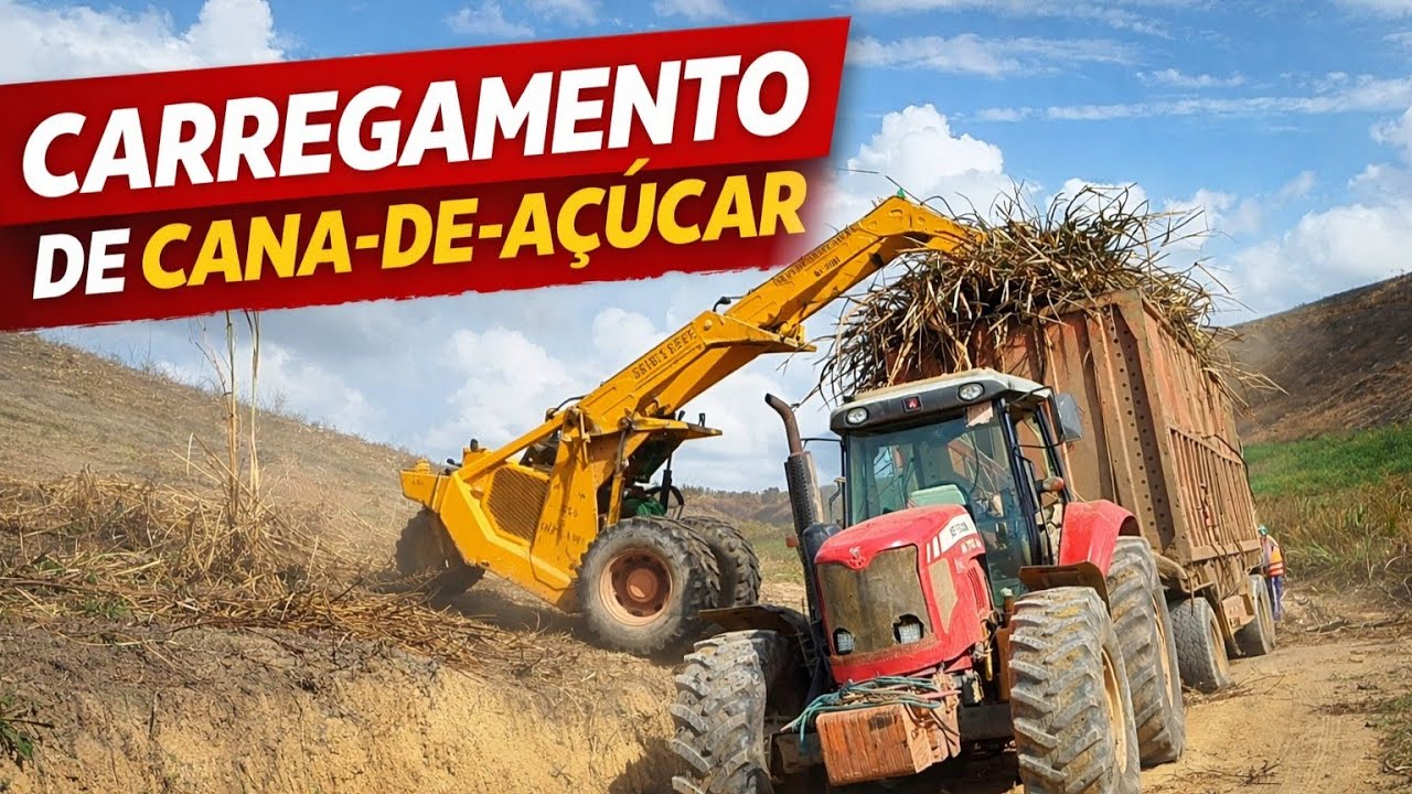 Carregadeira Bel No Transporte De Cana De Açúcar 