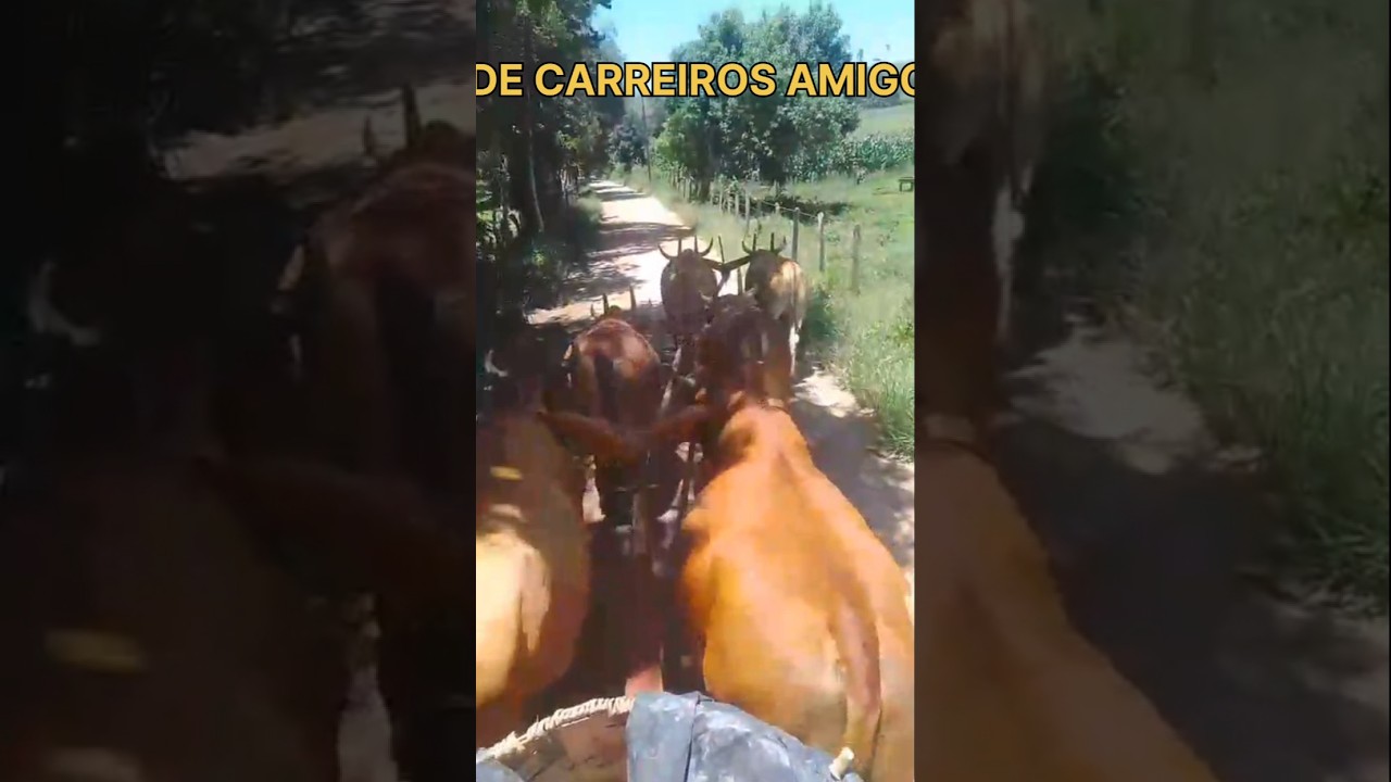 CARREGANDO O CARRO LOTADO NO ESTRAD&Atilde;O! #boiadeiro #ro&ccedil;a #tradi&ccedil;&atilde;o #carreiro #carrodeboi #modao #gado