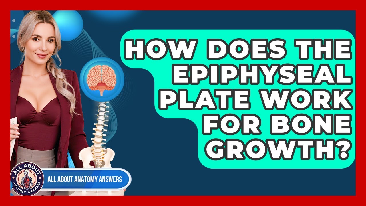 How Does The Epiphyseal Plate Work For Bone Growth? - All About Anatomy Answers