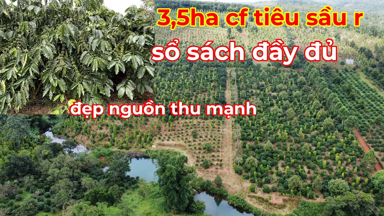 Bán 3,5ha cà phê tiêu sầu riêng sổ sách đầy đủ,nguồn thu mạnh giá rẻ lh 0366592989
