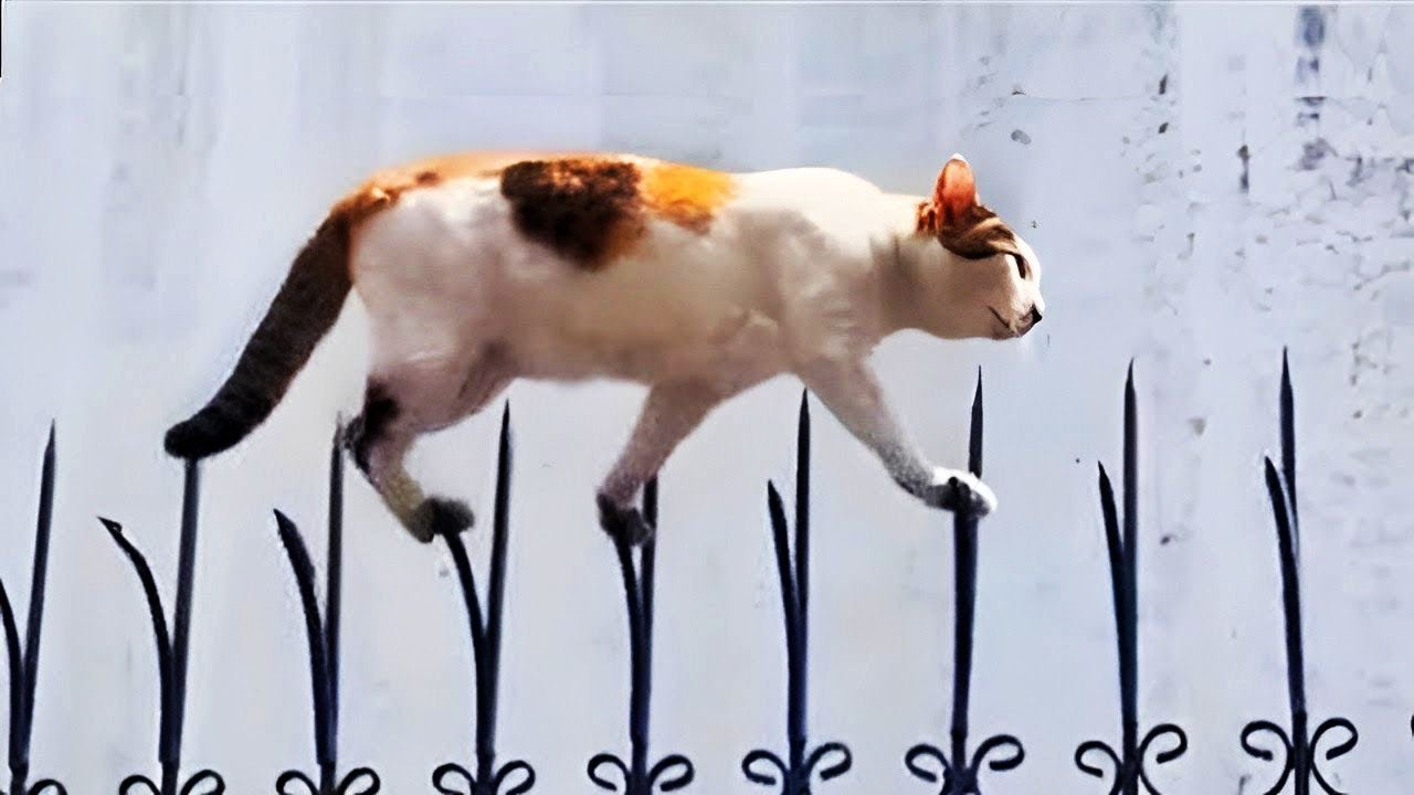 When a silly Cat becomes your best friend😻🐶The funniest animals and pets 😹#
