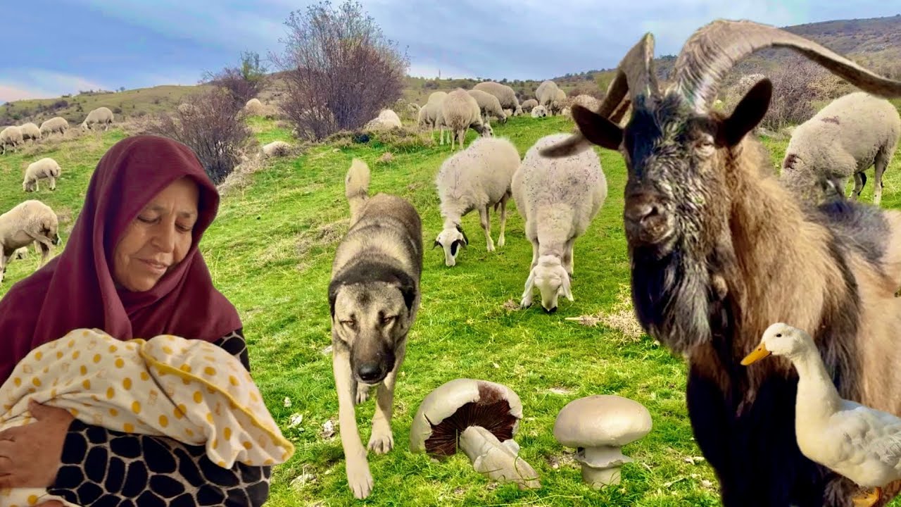 DAĞDA YAŞAM AİLEMİZİN YENİ ÜYESİ / KEÇİLERİ BEKLEYEN KÖPEK / BAL GİBİ PANCAR / DAĞLARDA YAŞAYANLAR 