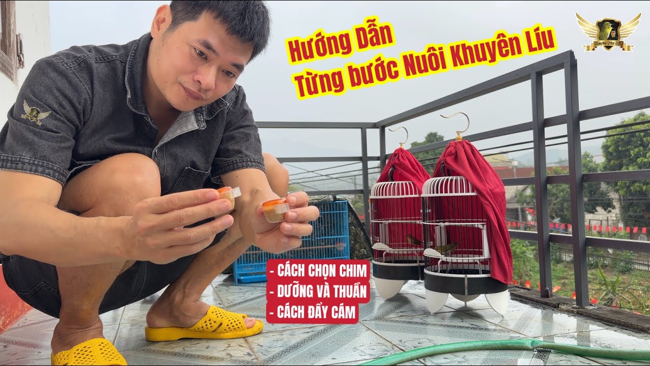 Từng Bước Nuôi Khuyên Líu Nhanh - Chọn Chim Nuôi Dưỡng Và Đẩy Cám Lưu Ý Những Gì | KTB