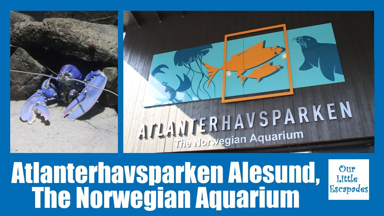 Atlanterhavsparken &Aring;lesund The Norwegian Aquarium - An Amazing Place To Visit