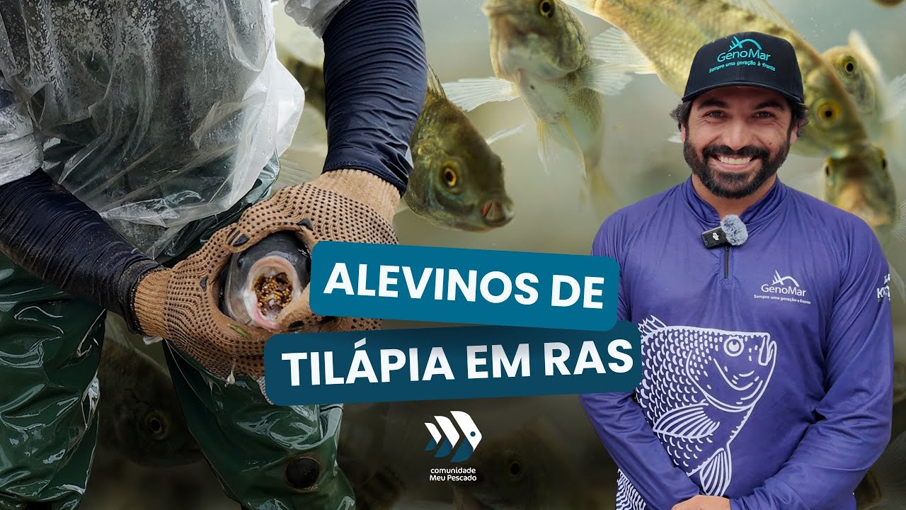 Alevinos de tilápia em sistemas de recirculação (RAS)