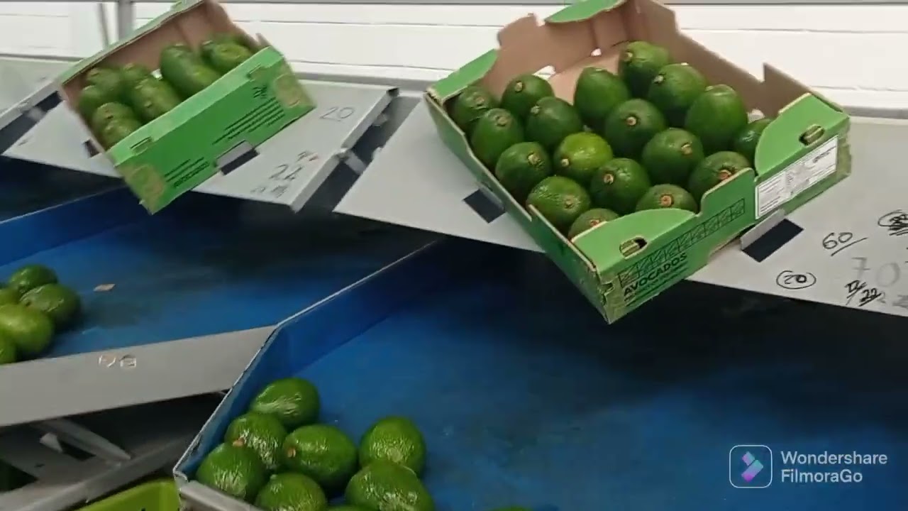 Como exportar Aguacate hass