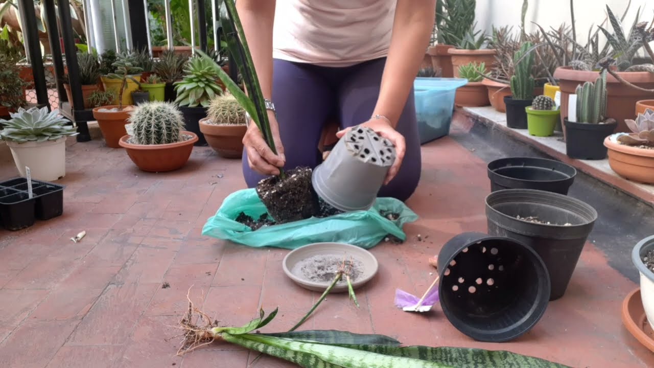 Sanseveria Trifasciata....rinvaso!#succulente #sanseveria