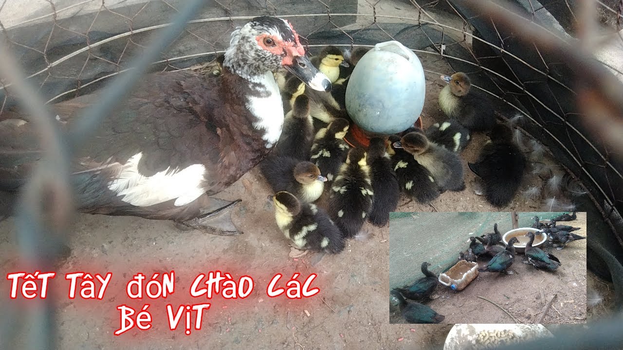 TẾT TÂY ĐÓN CHÀO CÁC BÉ VỊT XIÊM CON NIỀM VUI NHÂN ĐÔI|KIM THOA FAMILY