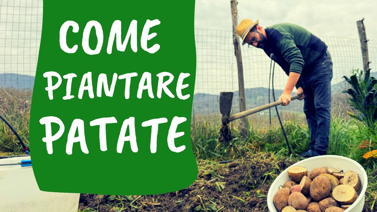 PIANTARE PATATE: 5 errori da evitare e tanti consigli utili