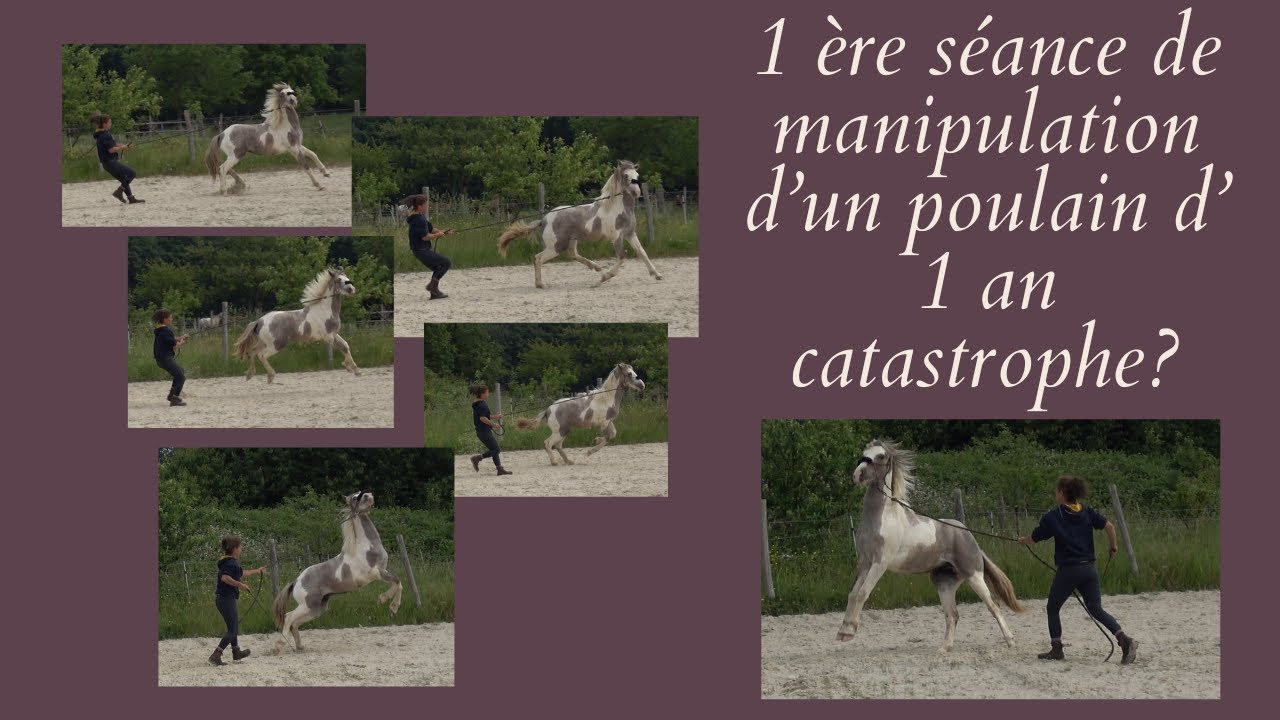 1 ere séance de manipulation d' un poulain d' 1 an, catastrophe?