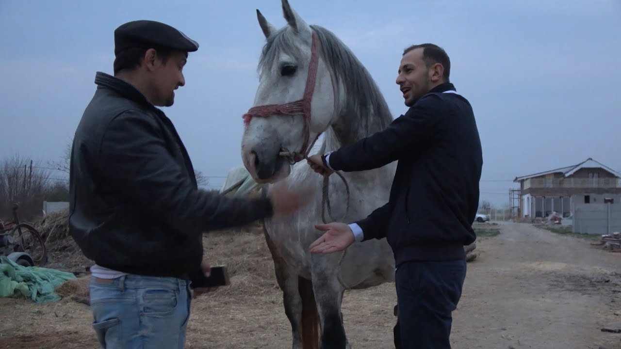 Caii lui Ionut de la Sacadat, Bihor - 2019 Nou!!!