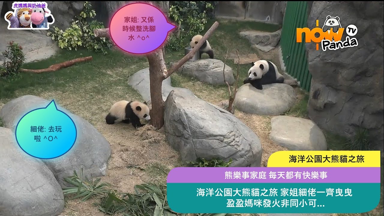 海洋公園大熊貓之旅 家姐細佬一齊曳曳 盈盈媽咪發火非同小可 盈盈媽咪訓示家姐細佬 #海洋公園 #oceanpark #香港大熊貓 #giantpanda #판다 #家姐細佬