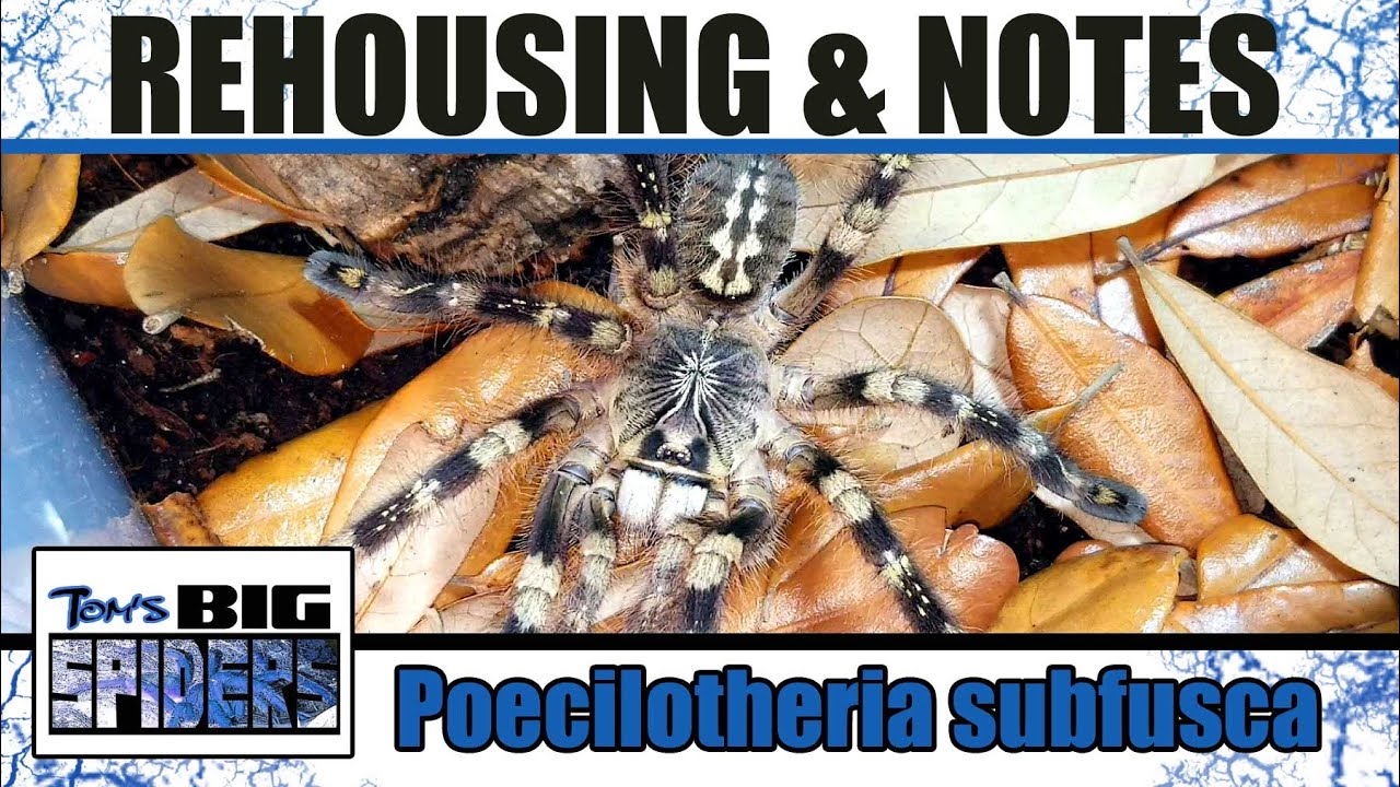 Poecilotheria subfusca 