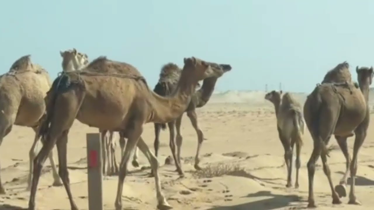  صحراء المغرب تعالوا شوفوا جمالها