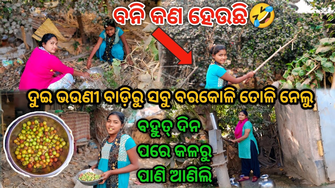 ଦୁଇ ଭଉଣୀ ମିଶିକି ବାଡିରୁ ସବୁ ବରକୋଳି ତୋଳି ନେଲୁ | Badi Barakoli | Villagelife | @Subhalaxmidaliyvlogs 👍