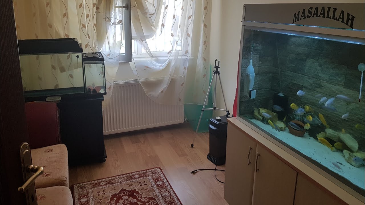 Ciklet balığı evde üretim😊
