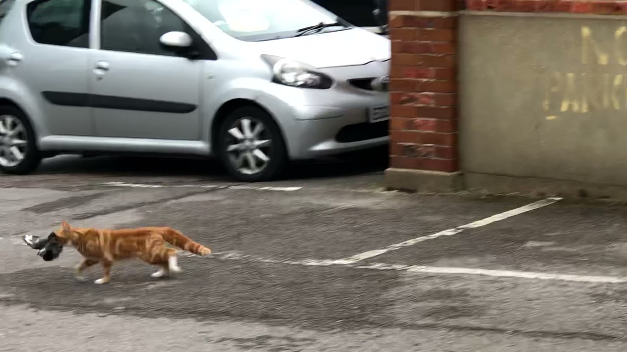 Cat caught a poor Pigeon 🙈🙈🙈