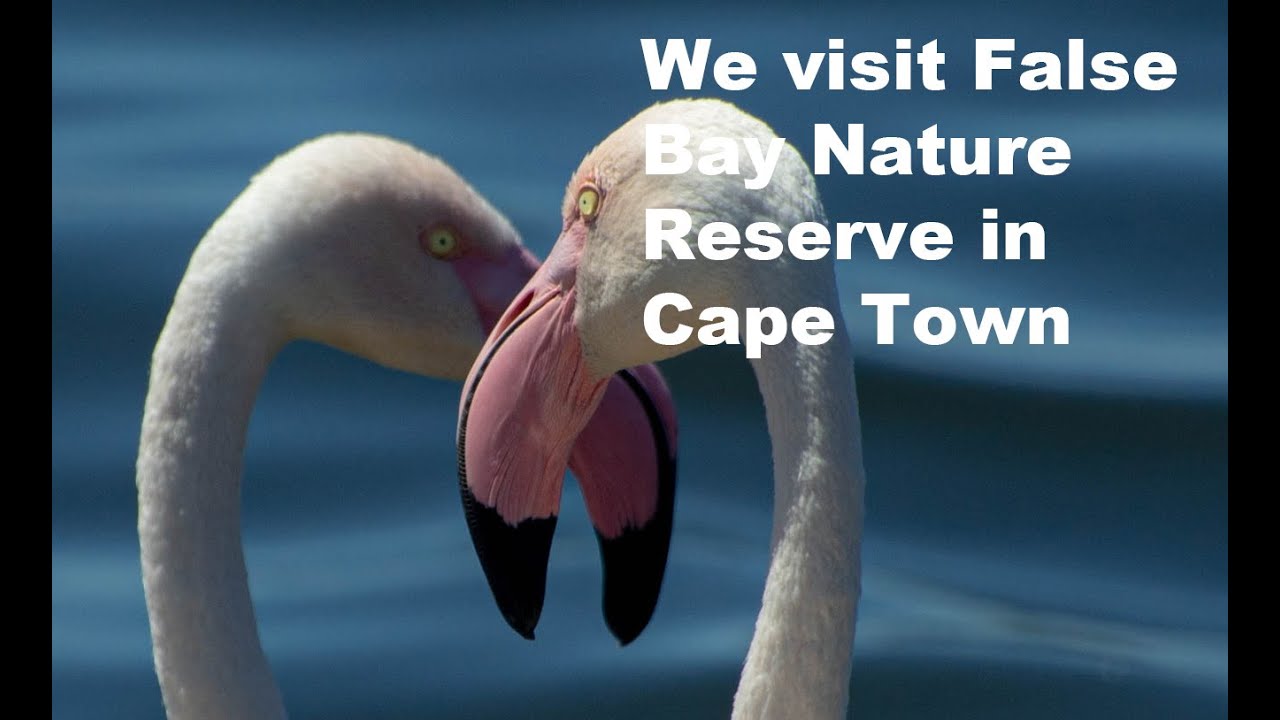What is Strandfontein known for? - A birding paradise in Cape Town
