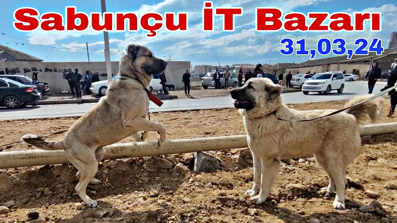 Sabunçu İT Bazarı 31 Mart 2024 @mubarizemintv