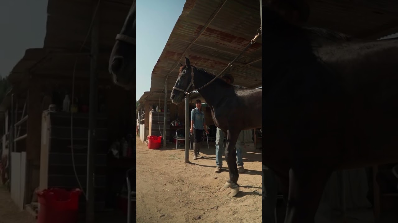 Woran du eine vagale Dysregulation beim Pferd erkennst