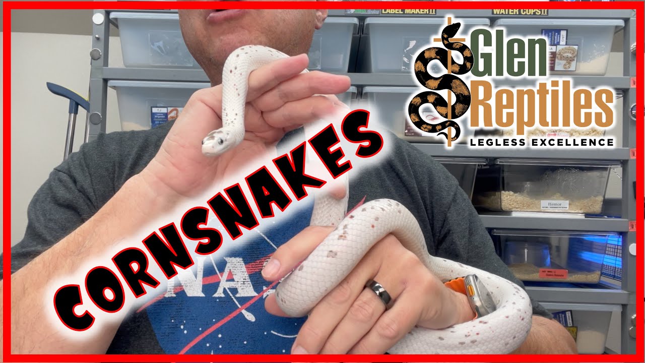 Cornsnakes